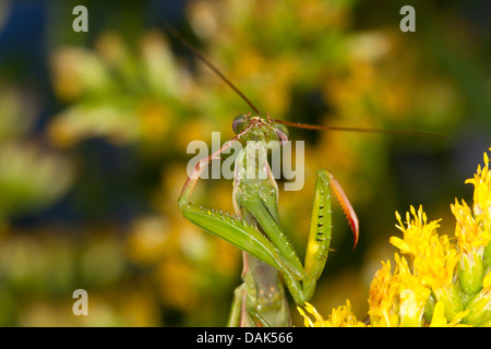 Europäische Jagd Gottesanbeterin (Mantis Religiosa), männliche Reinigung selbst, Italien Stockfoto