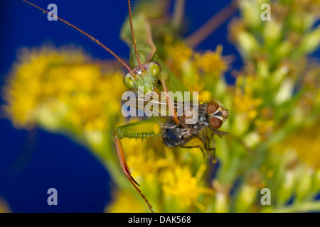 Europäische Jagd Gottesanbeterin (Mantis Religiosa), männliche Gefangene Fliege, Italien Stockfoto