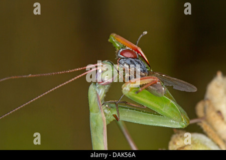 Europäische Jagd Gottesanbeterin (Mantis Religiosa), männliche Gefangene Fliege, Italien Stockfoto