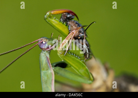 Europäische Jagd Gottesanbeterin (Mantis Religiosa), männliche Gefangene Fliege, Italien Stockfoto