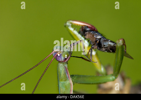 Europäische Jagd Gottesanbeterin (Mantis Religiosa), männliche Gefangene Fliege, Italien Stockfoto