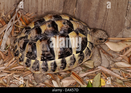 Hermanns Schildkröte Testudo Hermanni, Eischwiele Stockfoto