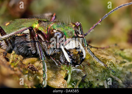 grüne Sandlaufkäfer (Cicindela Campestris), Porträt, Deutschland, Mecklenburg-Vorpommern Stockfoto