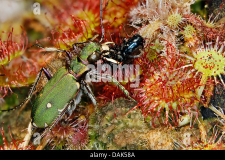 grüne Sandlaufkäfer (Cicindela Campestris), stehlen eine Gefangene Fliege aus einem Sonnentau, Deutschland, Mecklenburg-Vorpommern Stockfoto