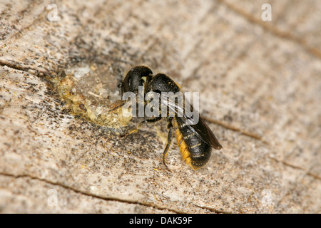 Mason, Bienen, Blattschneiderameise Bienen (Megachilidae), Mauerbienen blockierende Zucht Löcher, Deutschland, Mecklenburg-Vorpommern Stockfoto