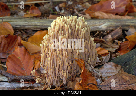 Coral Mushroom (Ramaria Mairei, Ramaria Pallida), am Wald Boden, Deutschland, Mecklenburg-Vorpommern Stockfoto