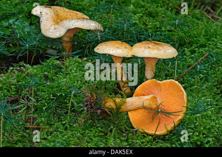 falscher Pfifferling (Hygrophoropsis Aurantiaca), auf Moos, Deutschland, Mecklenburg-Vorpommern Stockfoto