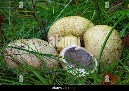 gemeinsame Earthball (Sklerodermie Citrinum), stellen fünf Fruchtkörper auf Waldboden, auf von ihnen halbiert, Deutschland Stockfoto