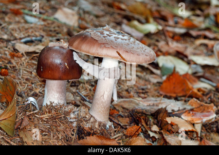 graue verschleierte Amanita (Amanita Porphyria), zwei Fruchtkörper auf Waldboden, Deutschland, Mecklenburg-Vorpommern Stockfoto