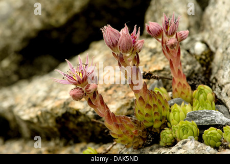 Berg-Hauslauch, Berg-Hauswurz (Sempervivum Montanum), blühen, Schweiz, Berner Oberland Stockfoto