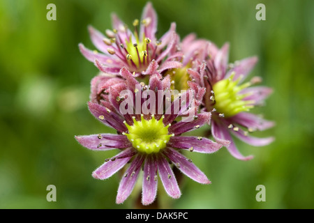 Berg-Hauslauch, Berg-Hauswurz (Sempervivum Montanum), Blütenstand, Schweiz Stockfoto