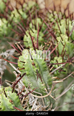 Euphorbia Enopla Crestata, Cactaceae, Spanien. Stockfoto