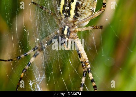 schwarz-gelbe Argiope, schwarz und gelb Kreuzspinne (Argiope Bruennichi), weiblich im Netz lauern, Deutschland, Mecklenburg-Vorpommern Stockfoto