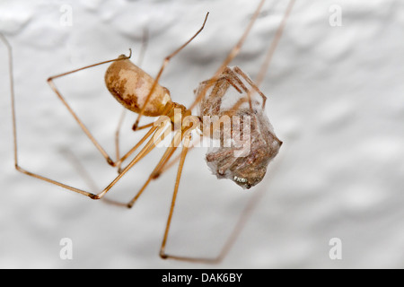 Lange-bodied Keller Spinne, Longbodied Keller Spinne (Pholcus Phalangioides), Weiblich, Fütterung ein männlich, Deutschland, Mecklenburg-Vorpommern Stockfoto