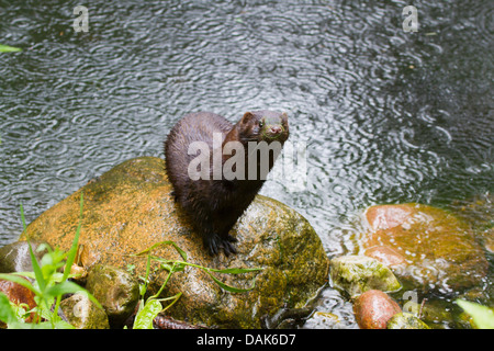 Amerikanischer Nerz (Mustela Vison, Neovison Vison), sitzt auf einem Stein auf der Pondside durch Regen, Deutschland, Mecklenburg-Vorpommern Stockfoto
