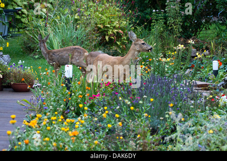 Reh (Capreolus Capreolus), Mutter mit zwei fast Erwachsenen Kitze im Garten, Deutschland, Mecklenburg-Vorpommern Stockfoto