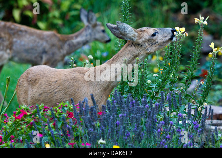 Reh (Capreolus Capreolus), Mutter stehend mit einem fast Erwachsenen Reh im Garten, Deutschland, Mecklenburg-Vorpommern Stockfoto