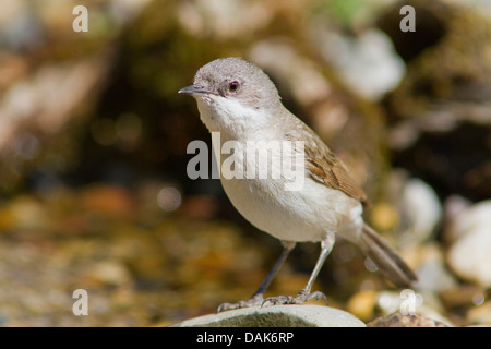 Lesser Whitethroat (Sylvia Curruca), sitzt auf einem Stein, Deutschland, Mecklenburg-Vorpommern Stockfoto