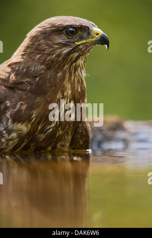 Nahaufnahme von einer wilden Mäusebussard (Buteo Buteo) im Waldschwimmbad, soft-Fokus-grünen Hintergrund Stockfoto