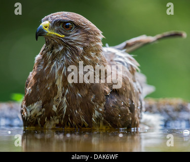 Nahaufnahme von einem wilden Mäusebussard (Buteo Buteo) im Waldschwimmbad, offenem Mund und Berufung, soft-Fokus-grünen Hintergrund Stockfoto