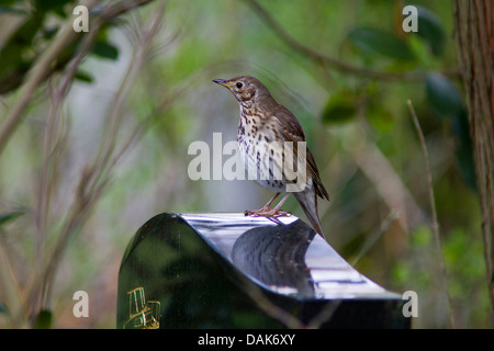 Singdrossel (Turdus Philomelos), sitzt auf einem Grabstein, Deutschland, Mecklenburg-Vorpommern Stockfoto