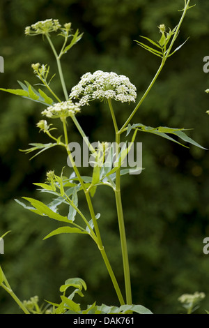 mehr Wasser-Pastinak (Sium Latifolium), blühen, Deutschland Stockfoto