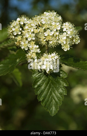 gemeinsamen Mehlbeere (Sorbus Aria), blühenden Zweig, Deutschland Stockfoto