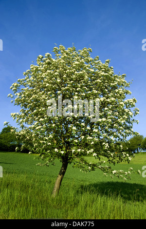 gemeinsamen Mehlbeere (Sorbus Aria), blühenden Baum, Deutschland Stockfoto