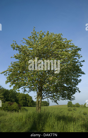 Europäische Vogelbeerbaum, Eberesche (Sorbus Aucuparia), blühenden Baum auf einer Wiese, Deutschland Stockfoto