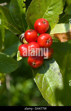 falsche Mispel (Sorbus Chamaemespilus), Früchte auf einem Ast, Deutschland Stockfoto