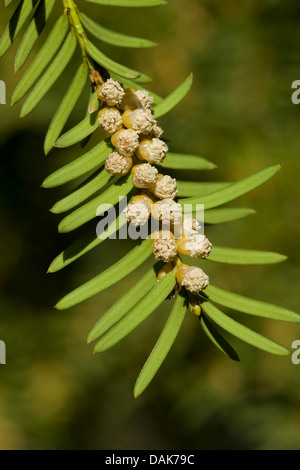Eiben (Taxus Baccata), Zweig mit männlichen Blüten, Deutschland Stockfoto