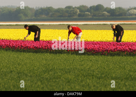 drei landwirtschaftliche Arbeiter auf einer Tulpe Feld, Niederlande, Norden der Niederlande Stockfoto