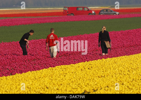 drei landwirtschaftliche Arbeiter auf einer Tulpe Feld, Niederlande, Norden der Niederlande Stockfoto