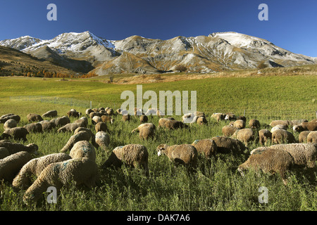 Hausschaf (Ovis Ammon F. Aries), Schafherde auf einer Wiese vor schneebedeckten Bergkette, Frankreich Stockfoto