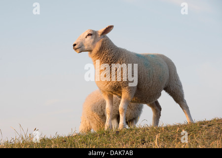 Juvenile Cheviot Schafe / Rams, Northumberland, England Stockfoto