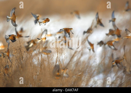 Hänfling (Zuchtjahr Cannabina, Acanthis Cannabina), scharen sich im Flug, Belgien Stockfoto