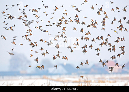 Hänfling (Zuchtjahr Cannabina, Acanthis Cannabina), in Scharen fliegen über verschneite Landschaft, Belgien Stockfoto