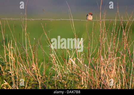 Eurasische Baum-Spatz (Passer Montanus), auf Stacheldraht, Belgien Stockfoto