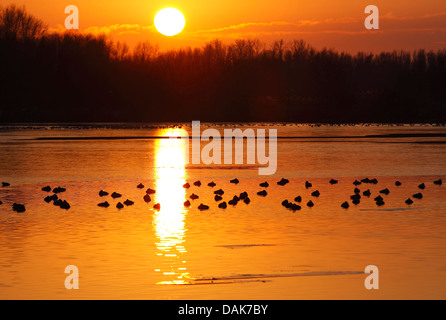 Reiherenten (Aythya Fuligula), strömen an einem See bei Sonnenuntergang, Belgien Stockfoto