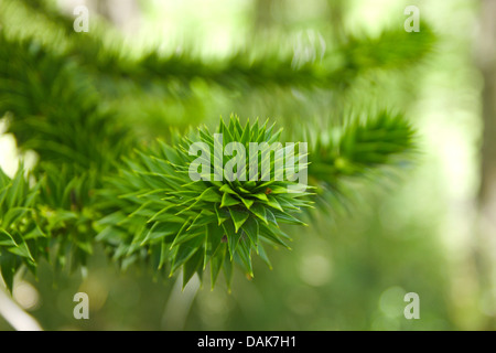 Chilenische Kiefer (Araucaria Araucana), Zweig, Chile, Patagonien, Huerquenes Nationalpark Stockfoto