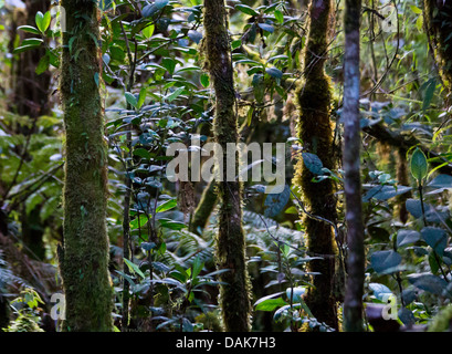 Gemäßigten montane Regenwald wächst im Hochland von Papua-Neu-Guinea Stockfoto