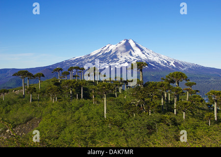 Chilenische Kiefer (Araucaria Araucana), chilenische Kiefern am Lago Conguillio mit Vulkan Llaima im Morgenlicht, Blick vom Sierra Nevada, Chile, Patagonien, Anden, Conguillio Nationalpark Stockfoto