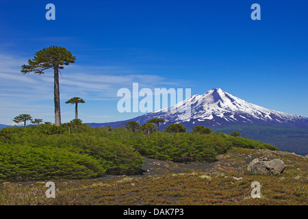 Chilenische Kiefer (Araucaria Araucana), Vulkan Llaima mit chilenischen Kiefern an der Sierra Nevada, Chile, Patagonien, Anden, Conguillio Nationalpark Stockfoto