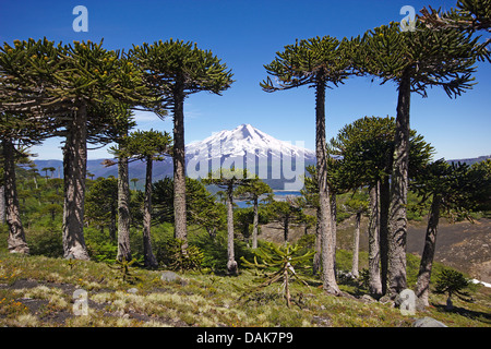 Chilenische Kiefer (Araucaria Araucana), Vulkan Llaima mit chilenischen Kiefern an der Sierra Nevada, Chile, Patagonien, Anden, Conguillio Nationalpark Stockfoto