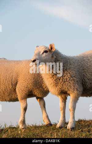 Juvenile Cheviot Schafe / Rams, Northumberland, England Stockfoto