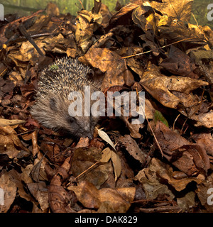 Europäische Igel im Blatt Haufen Stockfoto