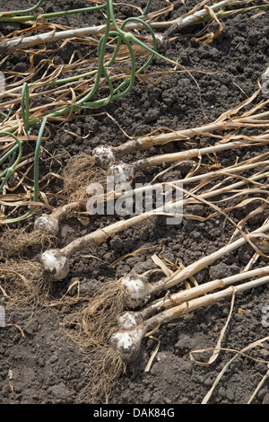 Knoblauch: Allium Sativum "Provence" zum Trocknen ausgelegt. Stockfoto