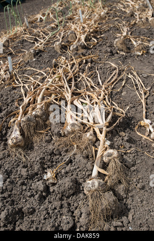 Knoblauch: Allium Sativum "Provence" zum Trocknen ausgelegt. Stockfoto