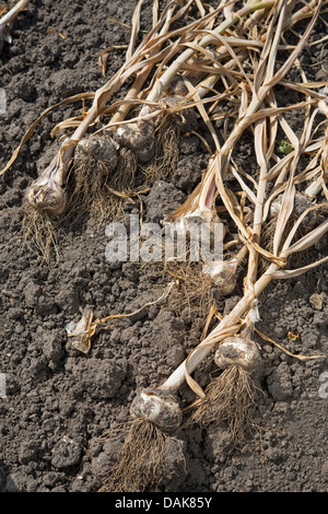 Knoblauch: Allium Sativum "Provence" zum Trocknen ausgelegt. Stockfoto