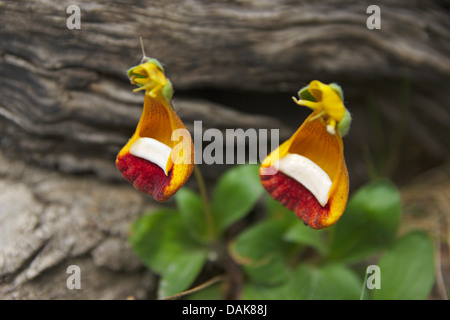 Taschenbuch-Pflanze, Slipperwort, Darwins Slipperflower (Calceolaria Uniflora var. Darwinii, Calceolaria Darwinii), Bloomung, Nationalpark Los Glaciares, Anden, Patagonien, Argentinien Stockfoto